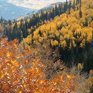 Oaks and Aspens at the approach to Murdock Peak